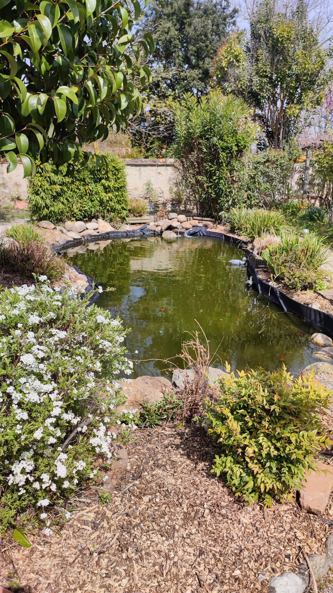 Un bassin de jardin rempli d'eau verte, bordé de rochers, d'arbustes et d'un buisson à fleurs blanches sous un soleil éclatant.