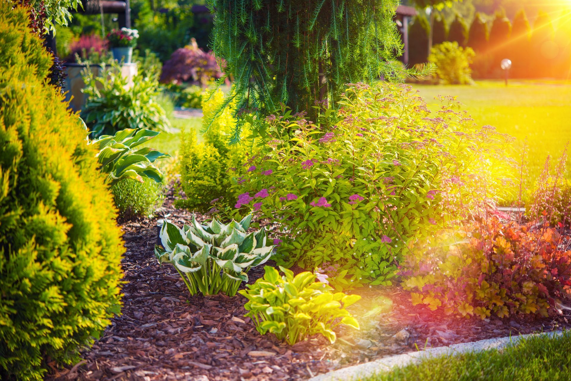Un parterre luxuriant composé d'arbustes et d'hostas variés, au feuillage vert et or éclatant baigné par la douce lumière dorée du crépuscule.