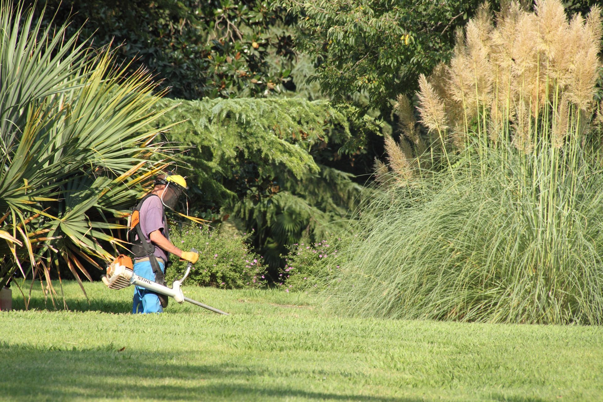 Une personne portant un casque de sécurité utilise une débroussailleuse pour tondre un champ herbeux près de hautes herbes ornementales et d'arbres.