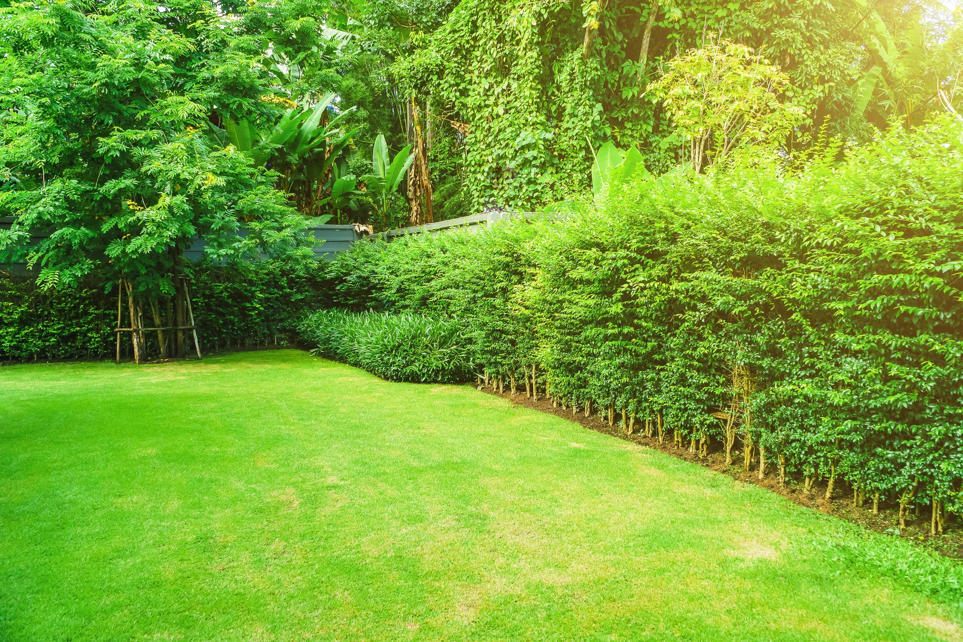 Une pelouse verdoyante et luxuriante, bordée d'une haie soigneusement taillée et d'arbres denses, dans un jardin ensoleillé.