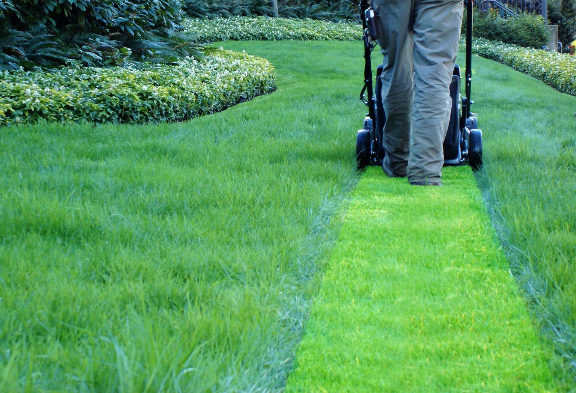 Dans un jardin, une personne tond une pelouse d'un vert éclatant, laissant apparaître un chemin fraîchement coupé à travers les herbes hautes.