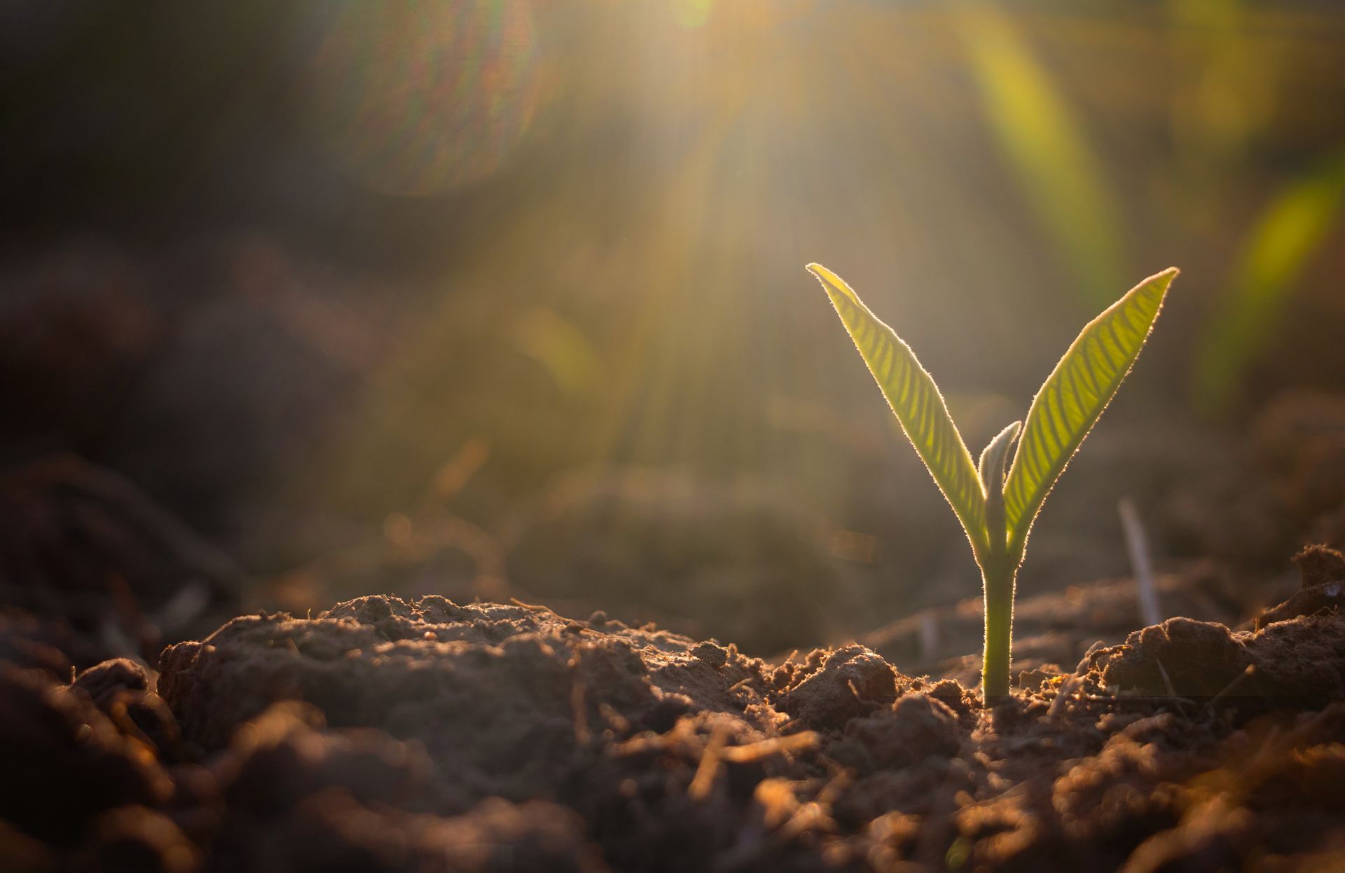 Une petite pousse verte émerge d'une terre sombre, baignée par la douce lumière dorée du soleil.
