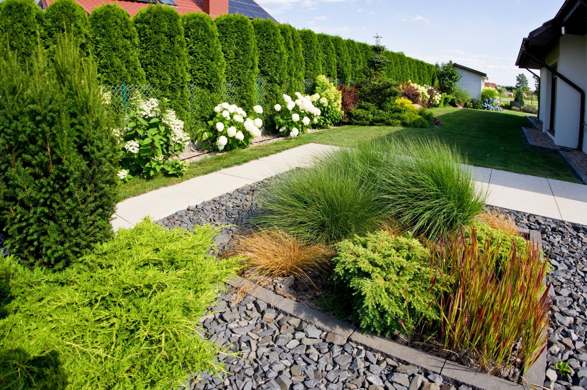 Un jardin résidentiel ensoleillé avec une haute haie, des hortensias blancs, des graminées ornementales et un tapis de gravier gris au sol.