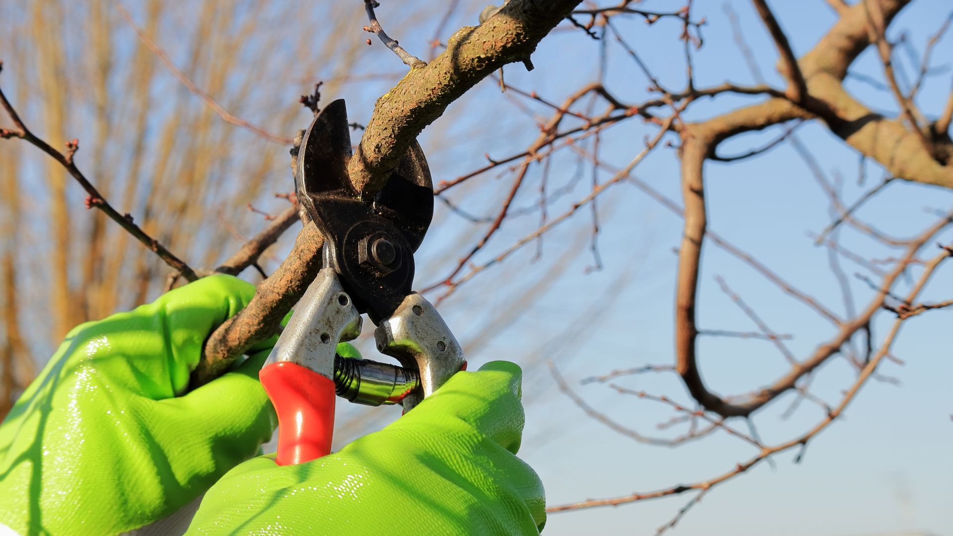 Des mains gantées de gants vert vif utilisent des sécateurs à manche rouge pour tailler une fine branche d'arbre sur fond de ciel bleu clair.