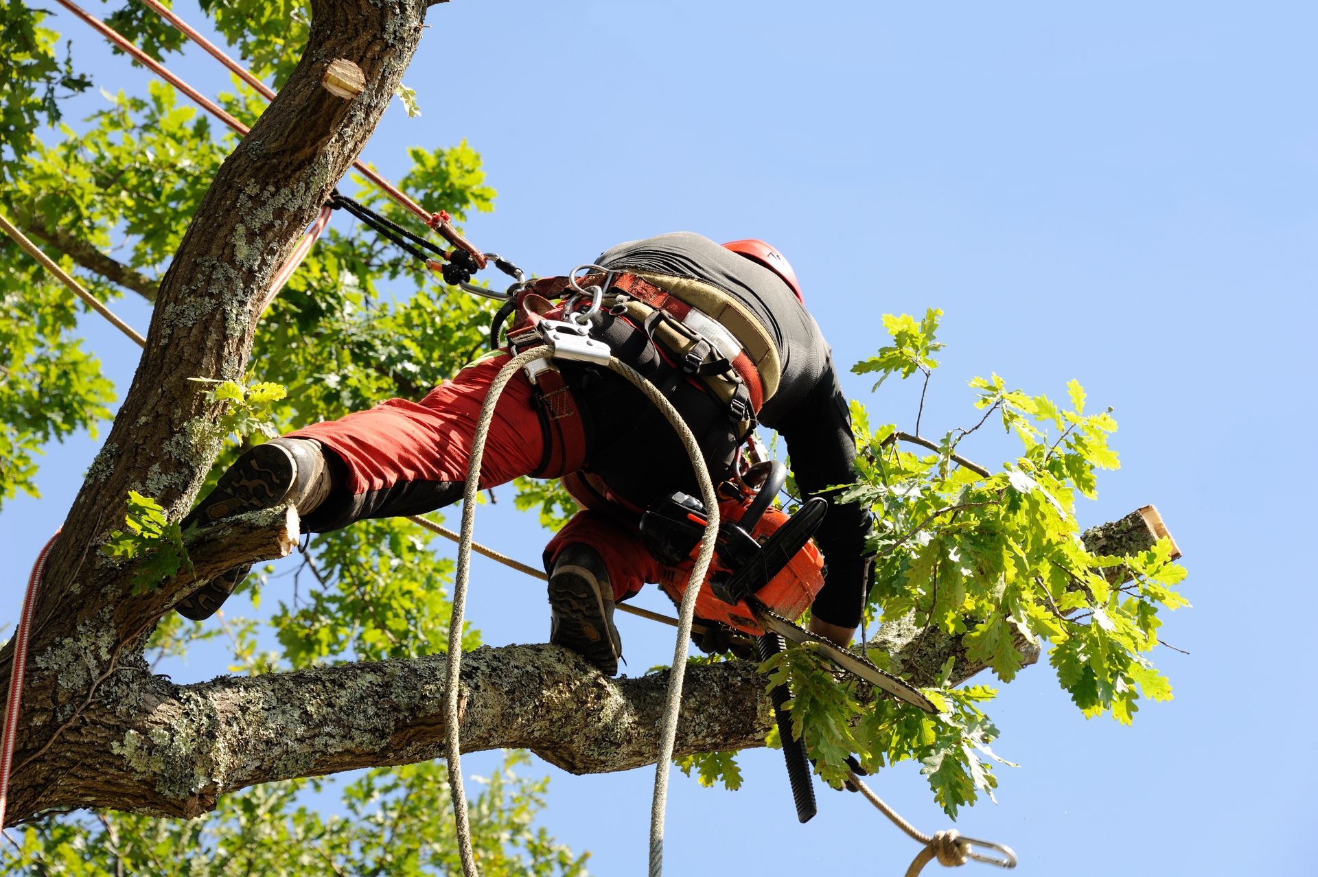 Un arboriste, vêtu d'une combinaison de protection orange et d'un harnais de sécurité, travaille sur un arbre, élaguant des branches sur fond de ciel bleu clair.