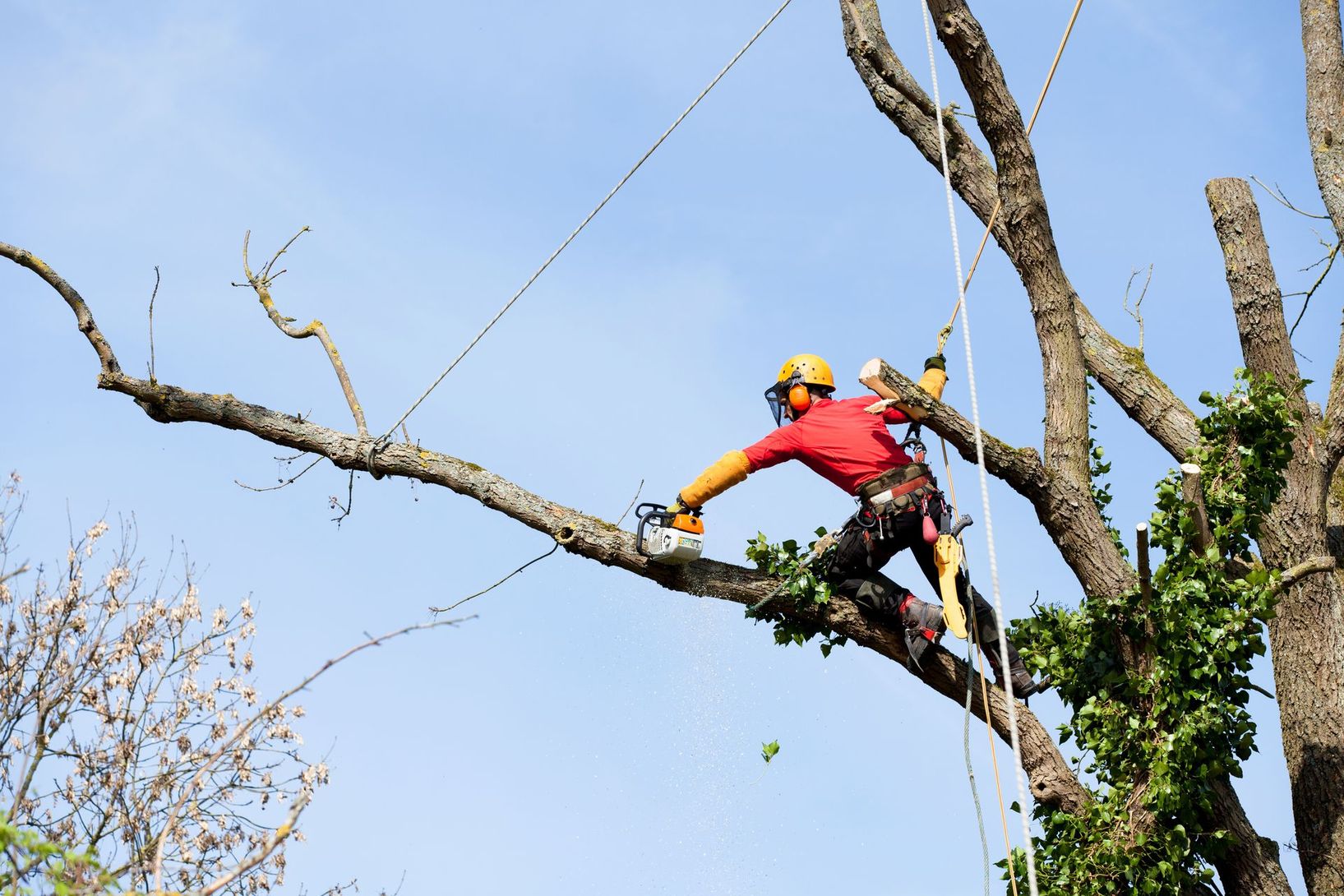 Un arboriste vêtu d'une chemise rouge et d'un casque jaune utilise une tronçonneuse pour élaguer une grosse branche d'arbre, suspendu par des cordes de sécurité.