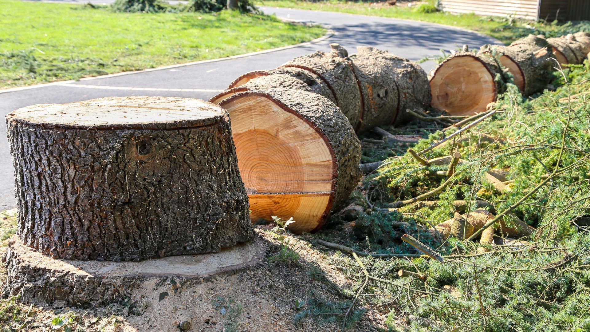 Une rangée de gros tronçons de troncs d'arbres fraîchement coupés gît sur le sol herbeux, à côté d'un chemin pavé.
