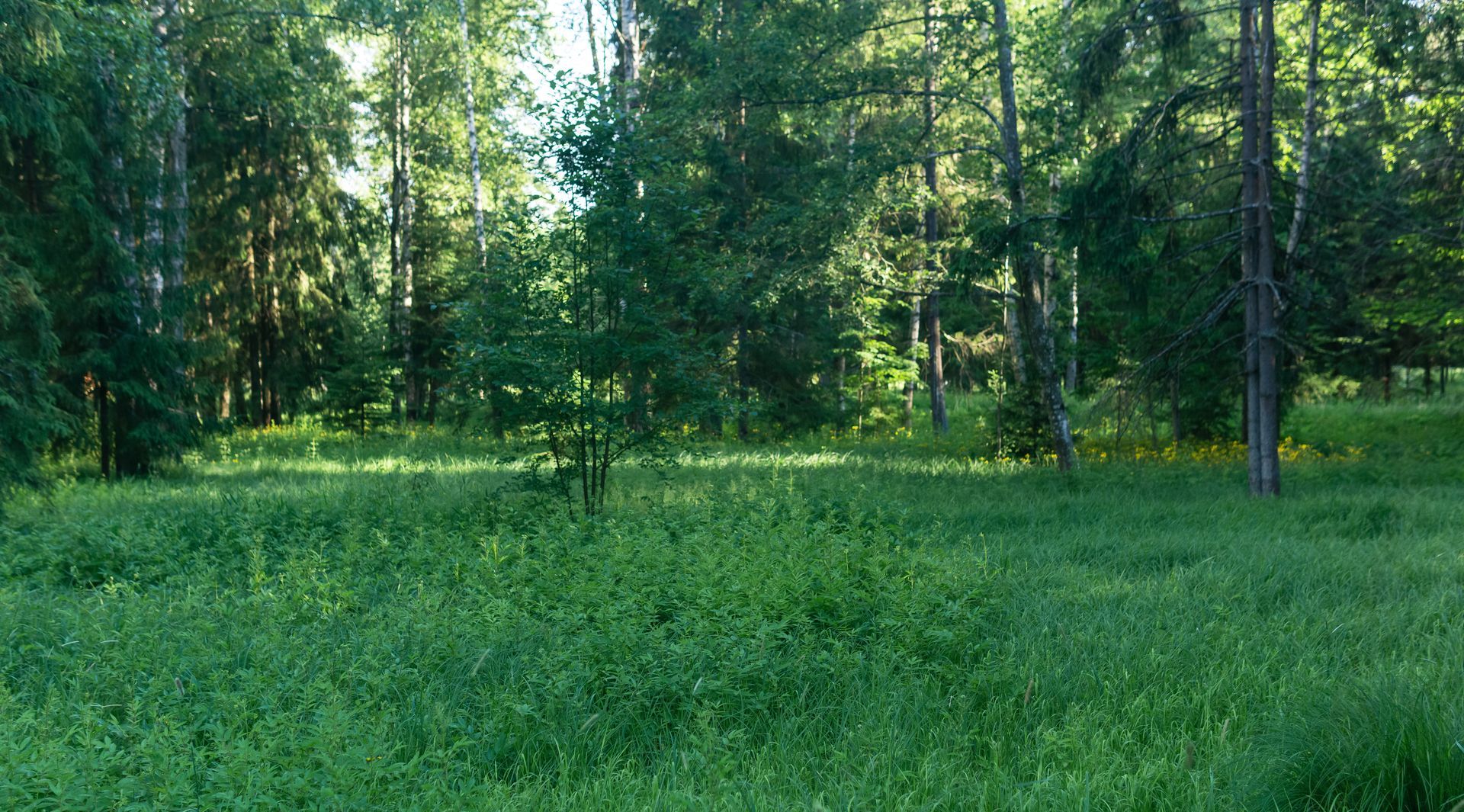 Au premier plan, un champ verdoyant luxuriant laisse place à une forêt dense et ensoleillée, aux grands arbres, sous un ciel lumineux.