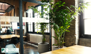 Heller Konferenzraum mit großen Fenstern, modernen Stühlen und hohen grünen Pflanzen in grauen Töpfen