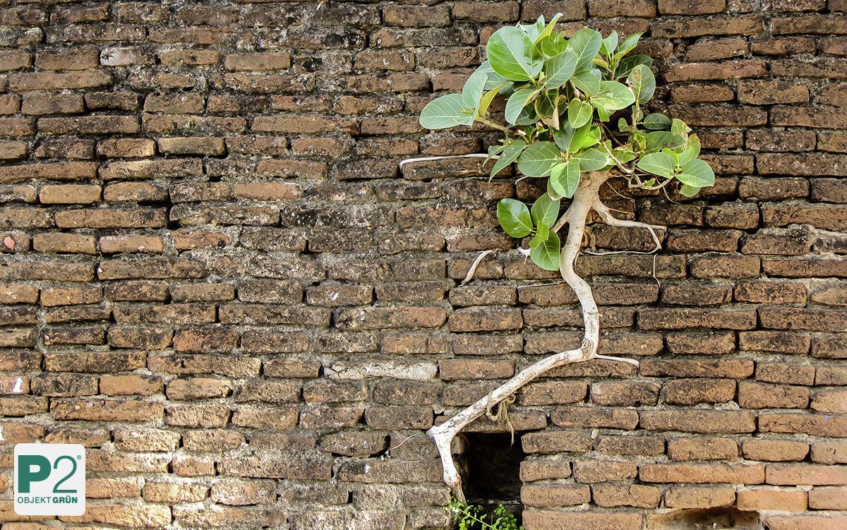 Rundes, geflochtenes Holzobjekt mit roten Blüten, umgeben von Farnen und hängenden rosa und weißen Bändern