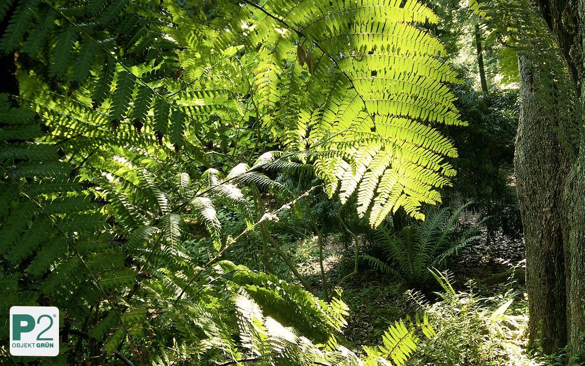 Sonnenlicht durch grüne Farnblätter im Wald