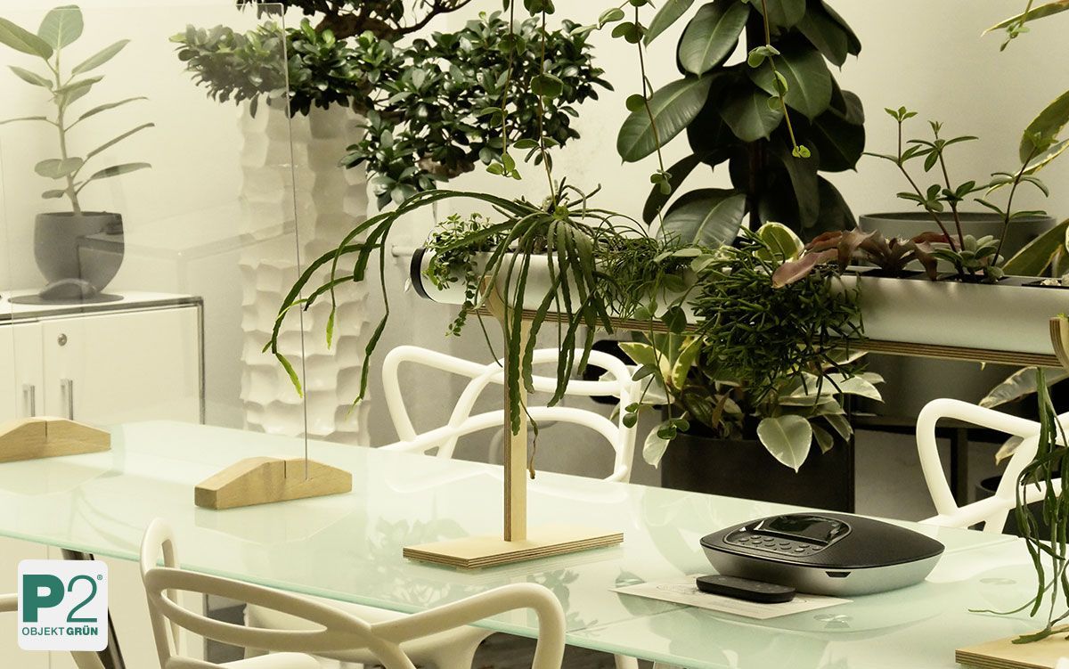 Moderne Pflanzen in einer stilvollen Inneneinrichtung.