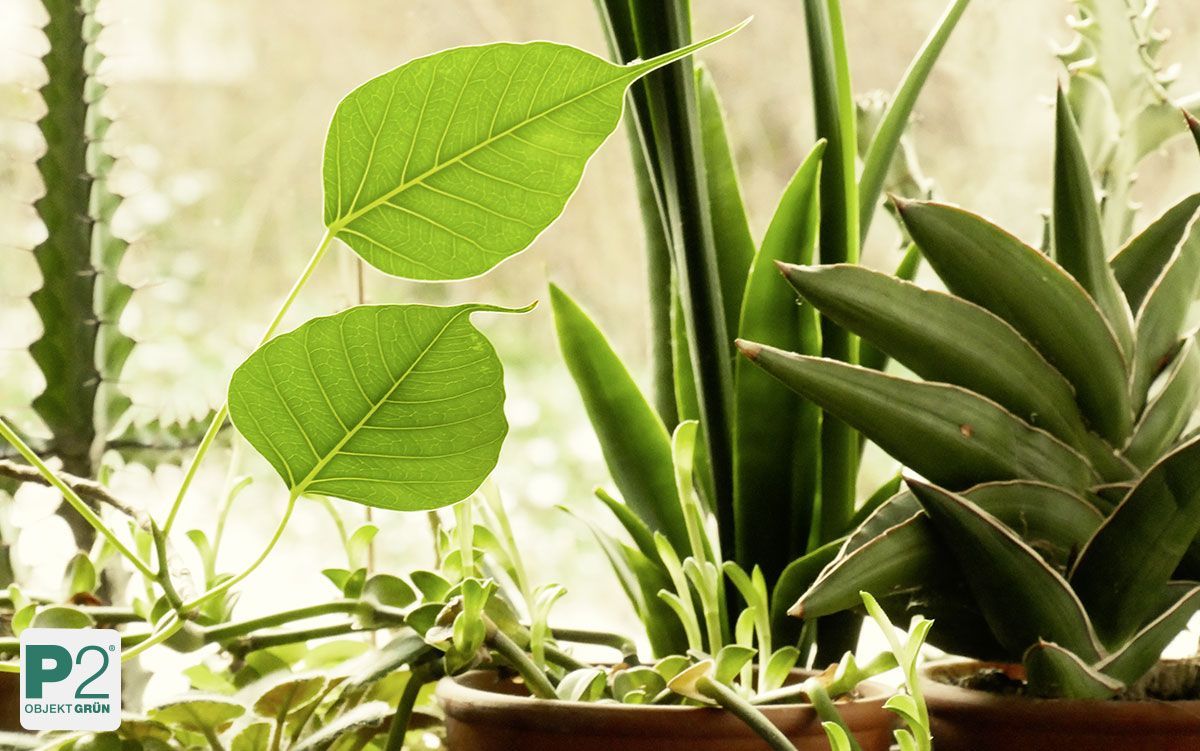 Verschiedene grüne Topfpflanzen vor hellem Fenster, darunter Aloe Vera und andere Sukkulenten