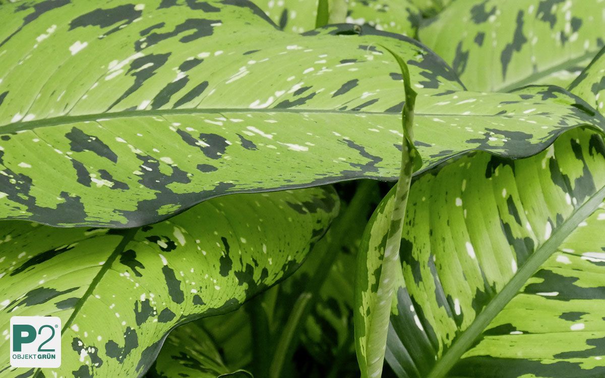 Grüne Philodendronblätter in glänzendem silbernem Topf, Atelier-Setting von P2 Objekt Grün