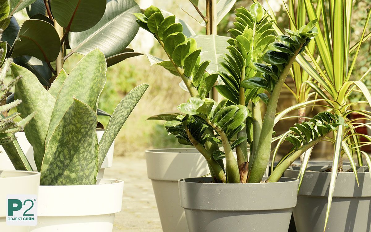 Verschiedene Pflanzen in Töpfen im Innenbereich.