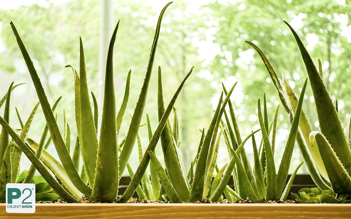 Verschiedene Sukkulenten in einem weißen Pflanzkasten am sonnigen Fenster, Pflegebeispiel von P2 Objekt Grün