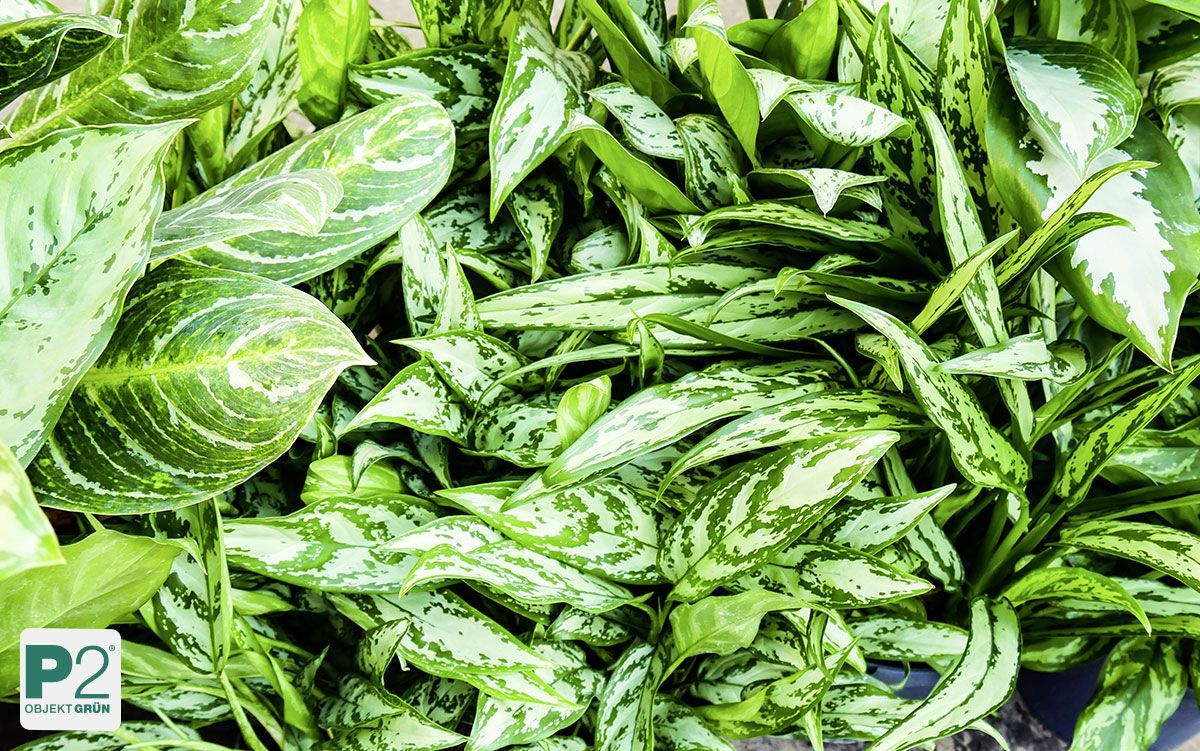 Ein dichtes Bündel von grün und weiß panaschierten Blättern von Zierpflanzen