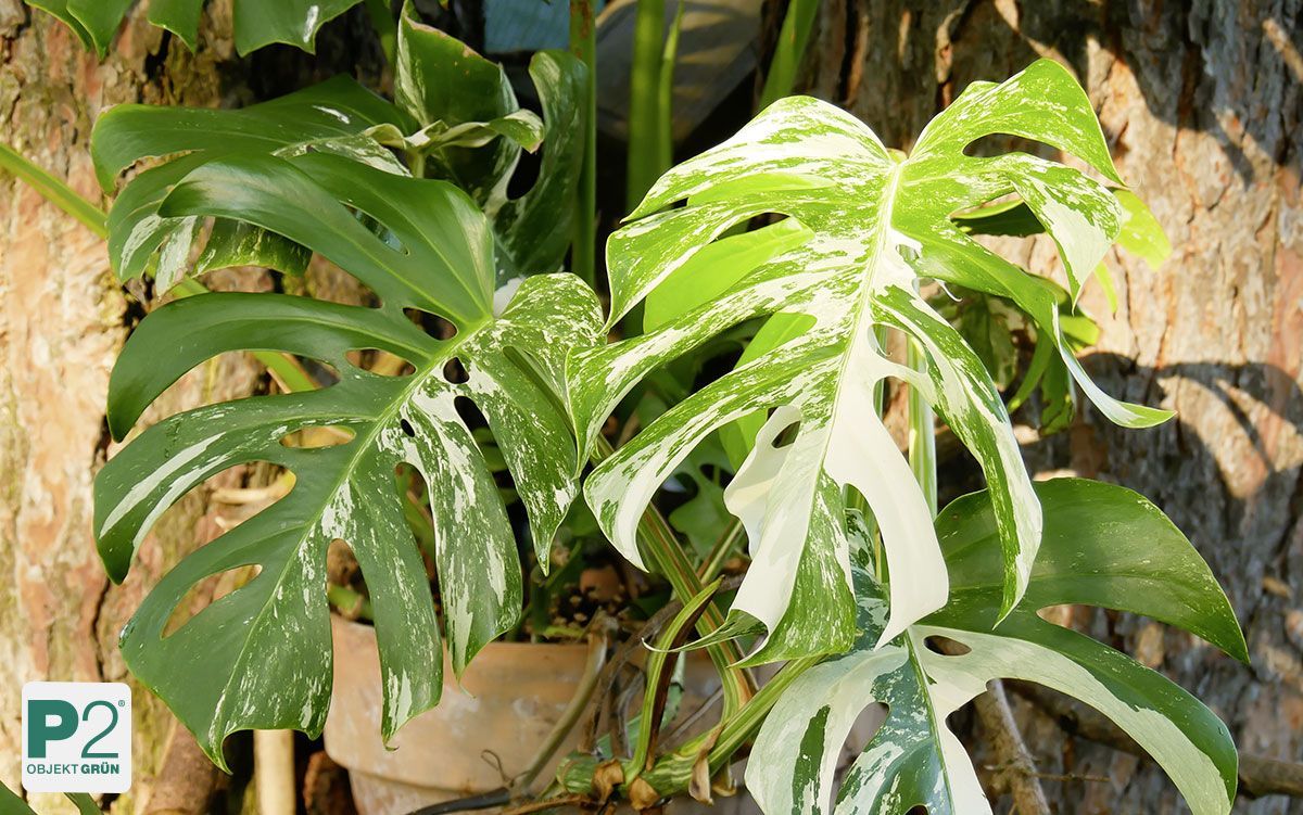 Ein dichtes Bündel von grün und weiß panaschierten Blättern von Zierpflanzen