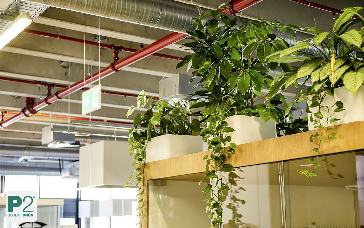 Ein moderner Flur mit Moosbildern an den Wänden.