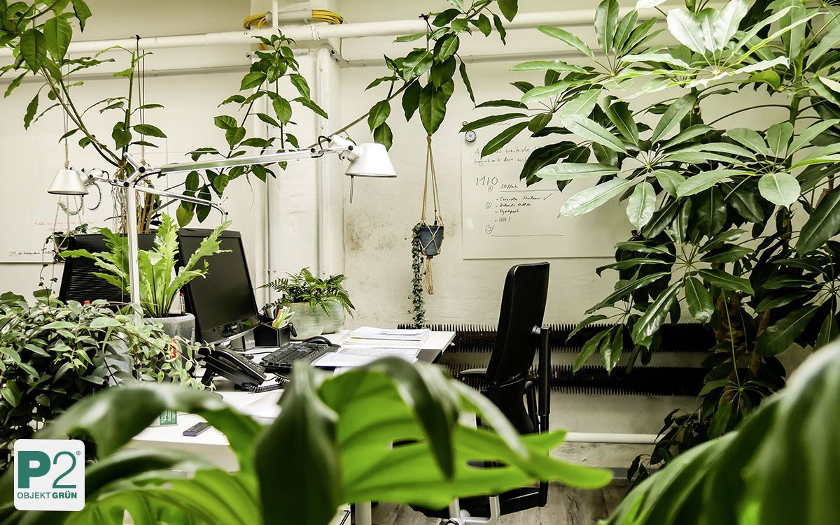 Grünes Büro mit Pflanzen und Schreibtisch