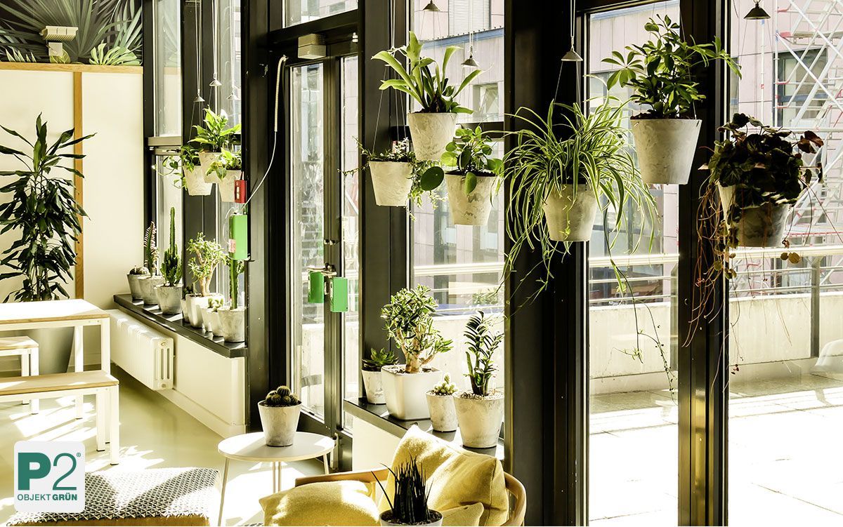 Gärtner, der Pflanzen in einem Innenraum pflegt.