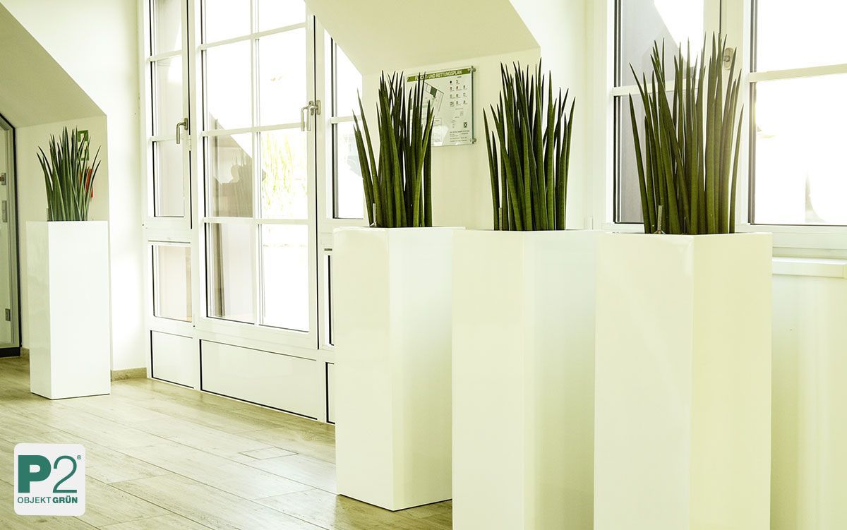 Moderne Pflanzen in weißen Blumentöpfen im Innenraum.