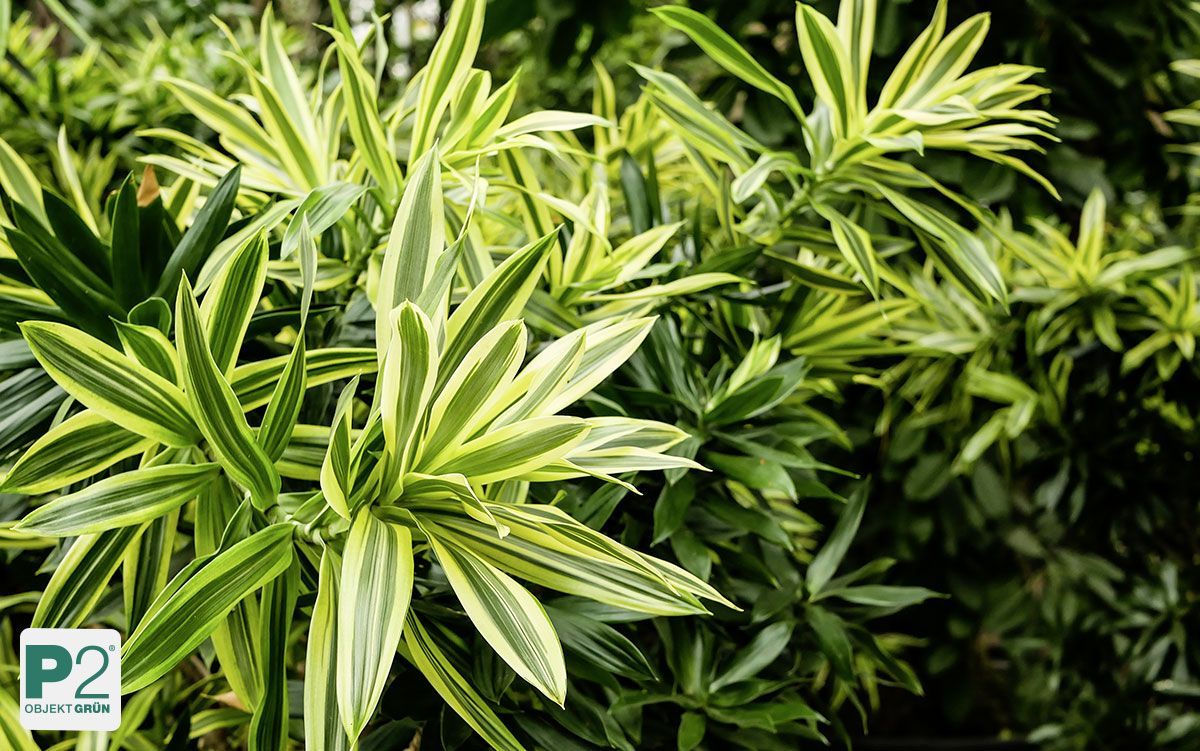 Eine grüne Pflanze mit gestreiften Blättern im Innenbereich.