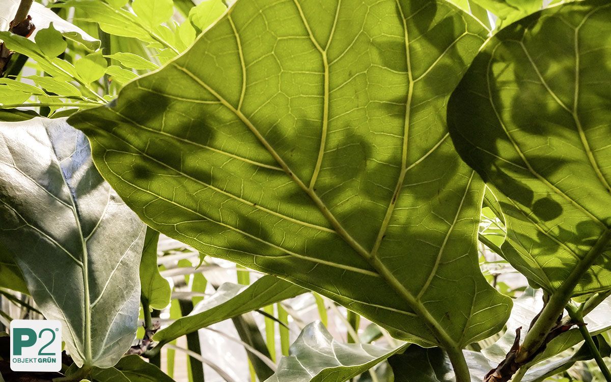 Ein tropischer Garten voller Pflanzen.