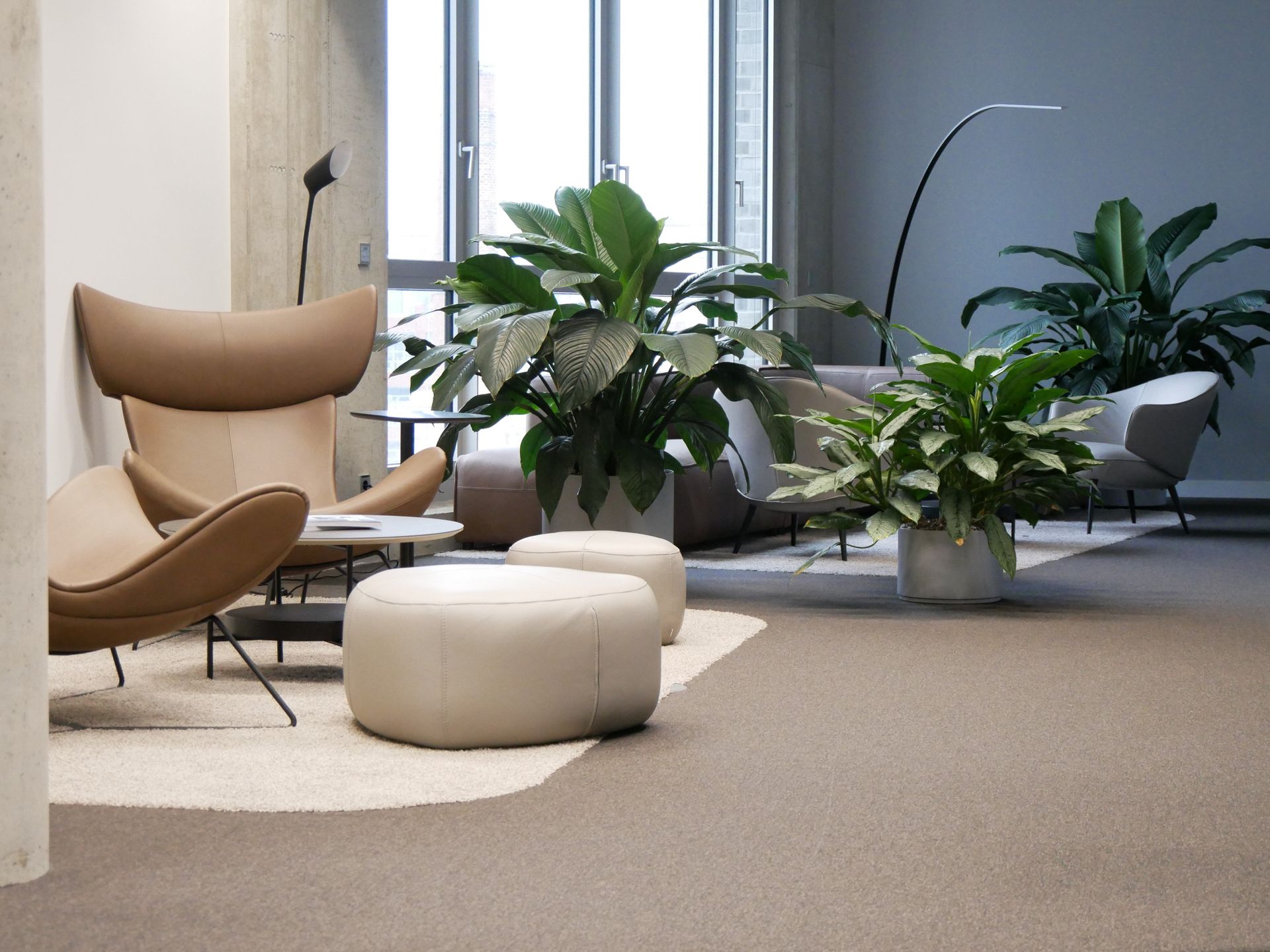 Eine Reihe üppiger Zimmerpflanzen in weißen Töpfen, die von sanftem Licht angestrahlt werden.