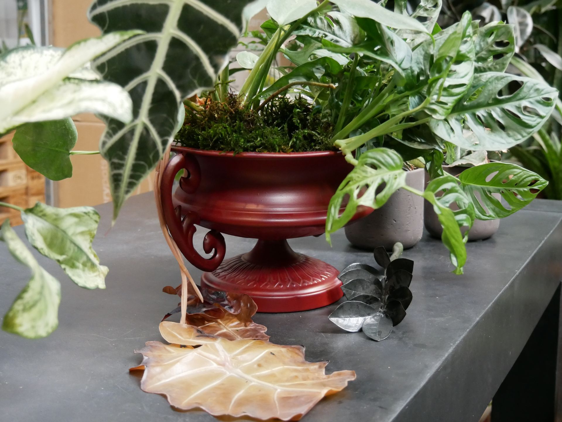 Rote Keramikschale mit grünen Pflanzen und Moos