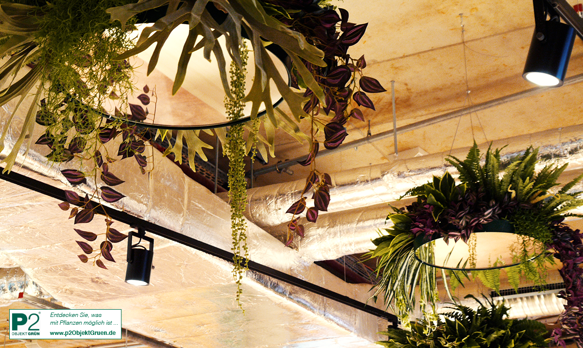 Hängende runde Lampen mit grünen und violetten Pflanzen in einem modernen Raum mit sichtbaren Lüftungsrohren