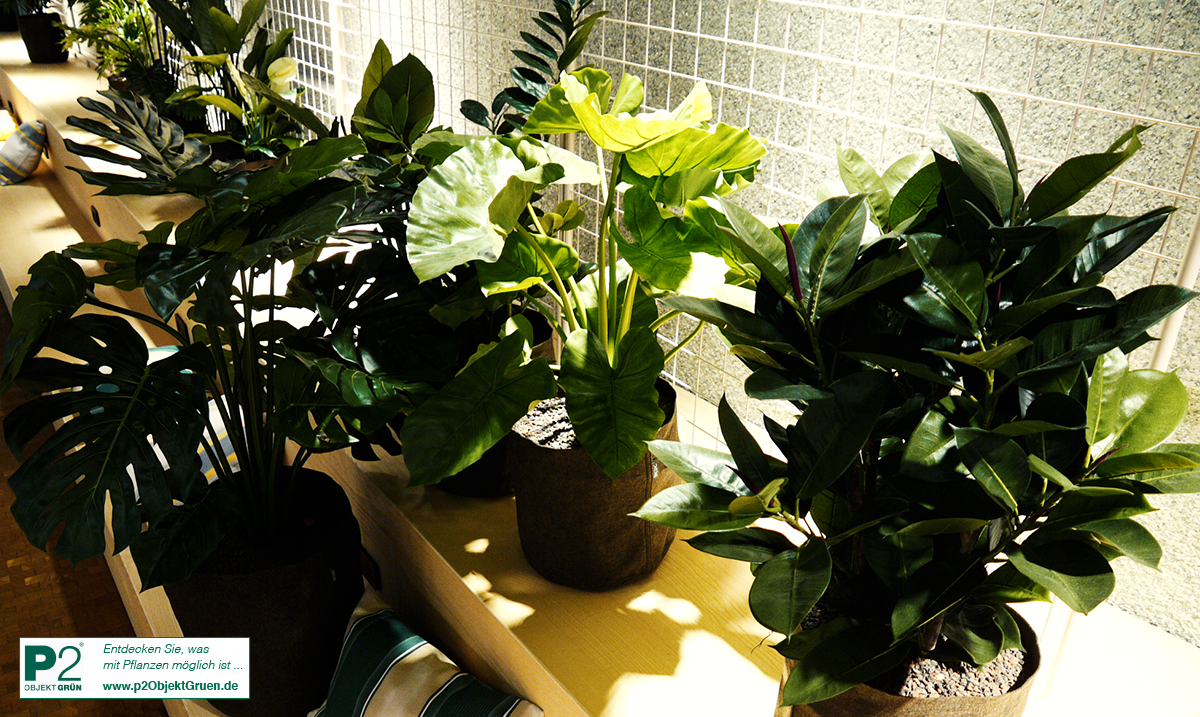 Drei große Zimmerpflanzen in Stofftöpfen auf Fensterbank mit Sonnenlicht, daneben gestreiftes Kissen