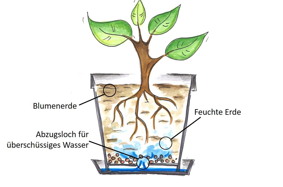 Querschnitt eines Blumentopfs mit Pflanze, zeigt Blumenerde, feuchte Erde und Abzugsloch für überschüssiges Wasser
