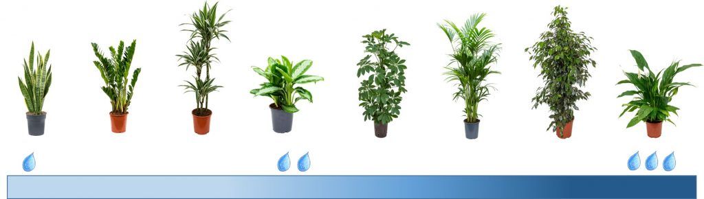 Sieben Zimmerpflanzen in Töpfen in Reihe, darunter Wassertropfen-Symbole zur Anzeige des Wasserbedarfs.