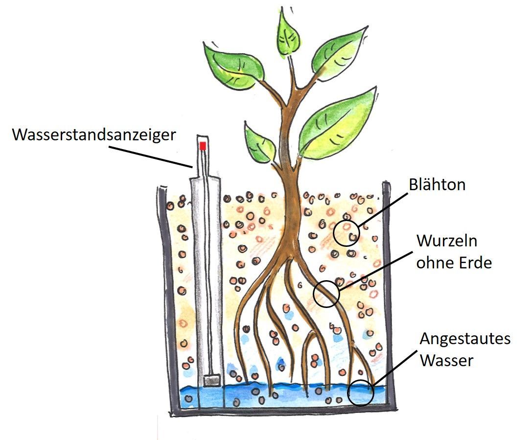 Beschriftete Zeichnung eines Hydrosystems mit Wasserstandsanzeiger, Blähton, wurzeln ohne Erde und angestautem Wasser