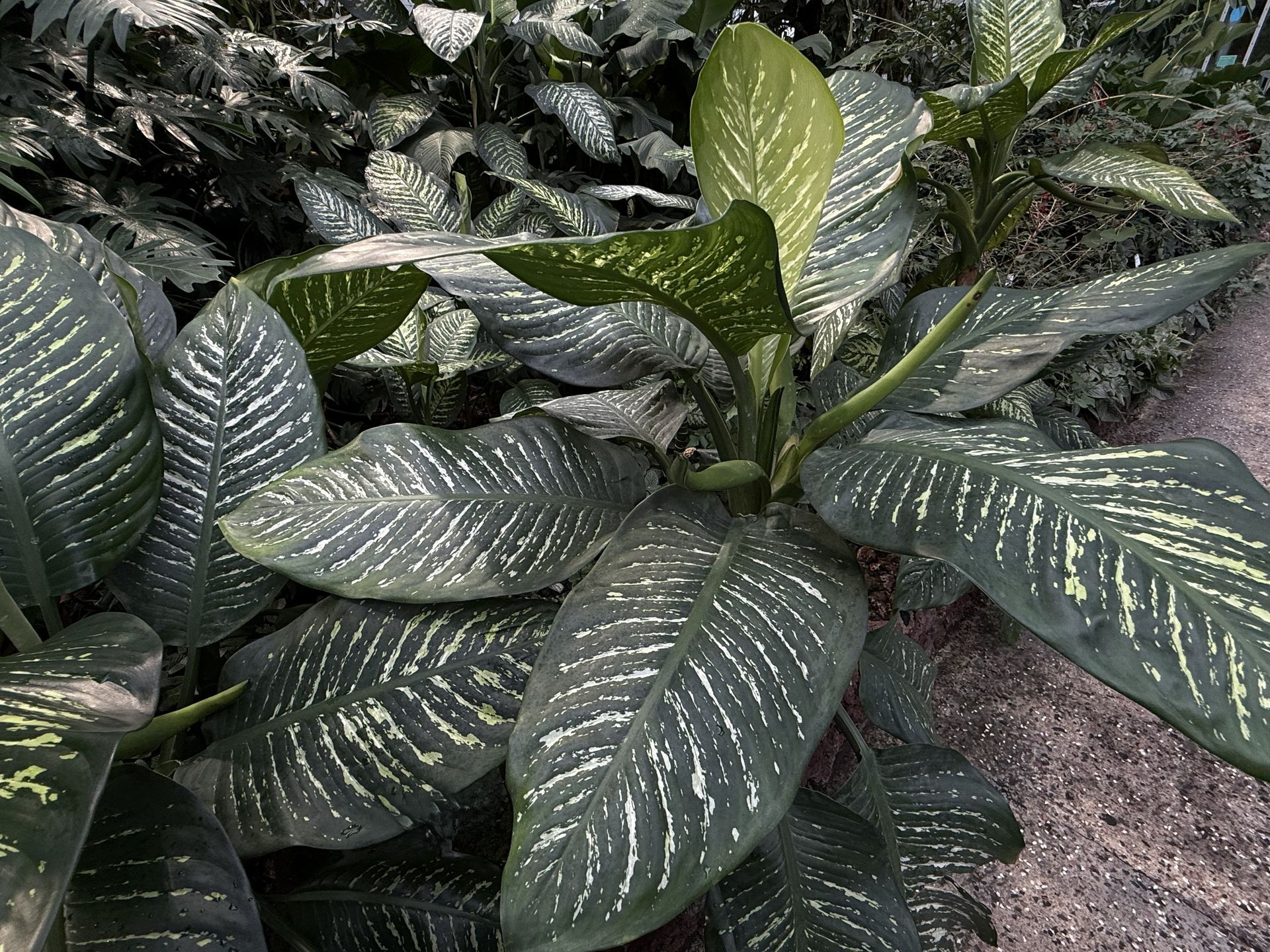 Große weiß-grüne Blätter