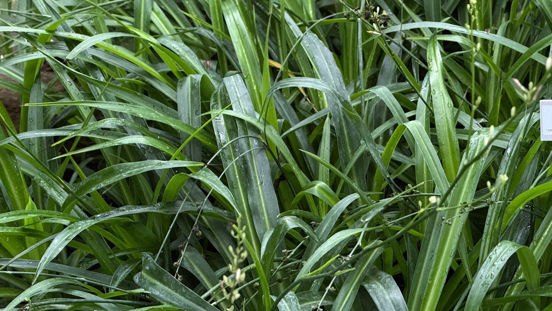 Grüne lange Blätter einer Pflanze