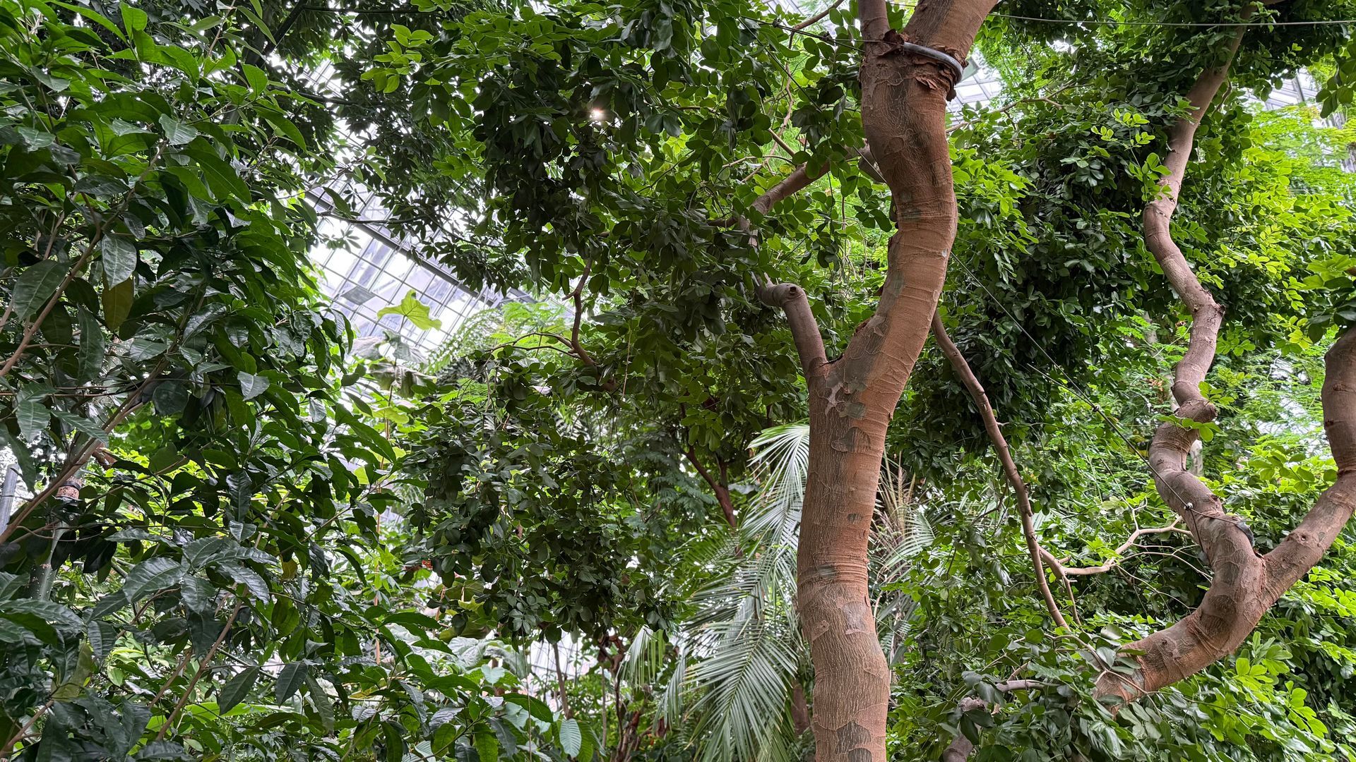 Ganz viele grüne Bäume 