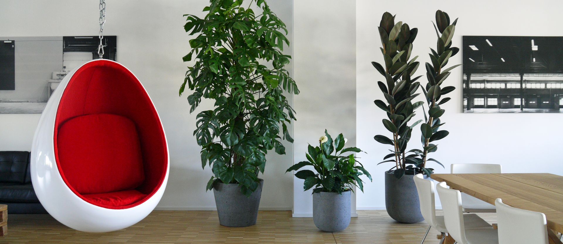 Referenz Topfpflanzen