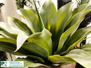 Große grüne Kunstpflanze mit wachsartigen Blättern in Nahaufnahme.