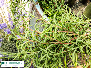 Hängende Kunstpflanze mit vielen feinen, geschwungenen Trieben.