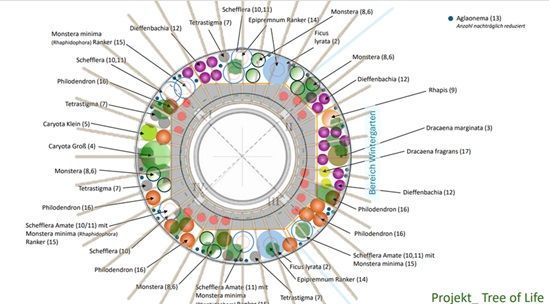 Diagramm des Pflanzenbaums mit verschiedenen Pflanzenarten und deren Anordnung.