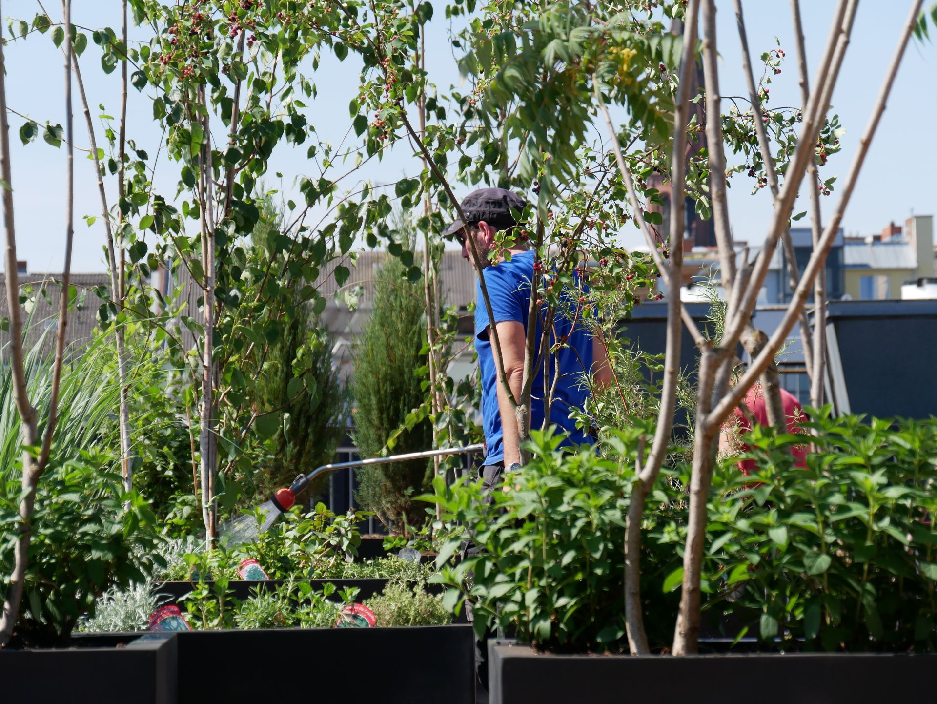 Eine Person in blauem Hemd und Mütze bewässert an einem sonnigen Tag Pflanzen mit einem Schlauch 