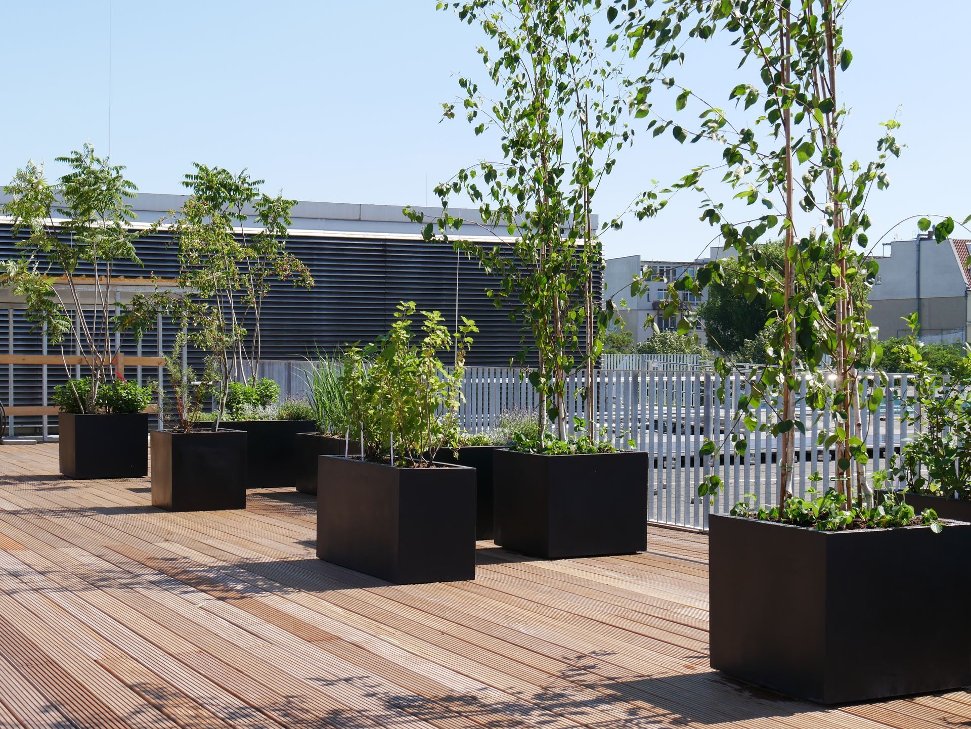 Große schwarze Pflanzkübel mit kleinen Bäumen und Sträuchern sind auf einer hölzernen Dachterrasse