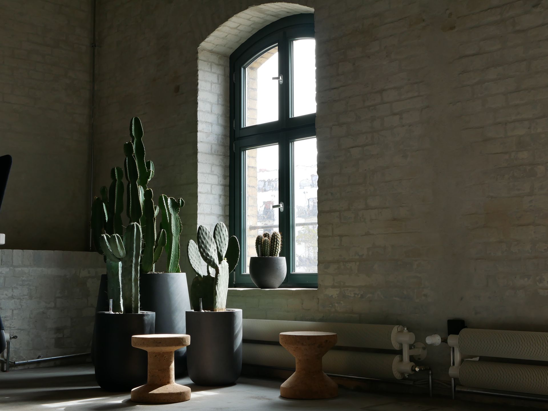 In einem sonnendurchfluteten Raum mit weißen Backsteinwänden stehen große grüne Kakteen in Töpfen