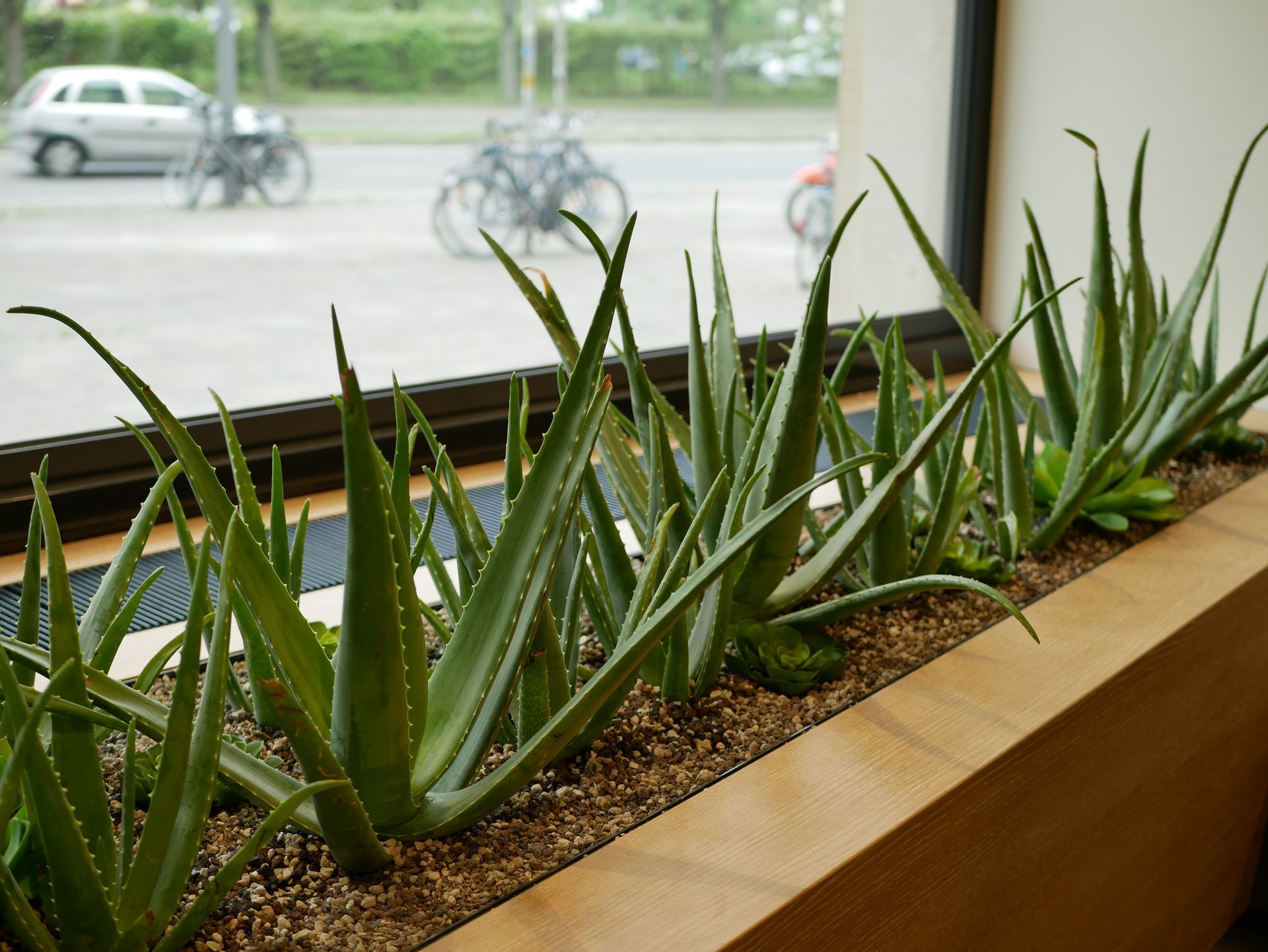 Eine Reihe von Aloe Vera-Pflanzen wächst in einem langen, mit Kies gefüllten Pflanzkasten