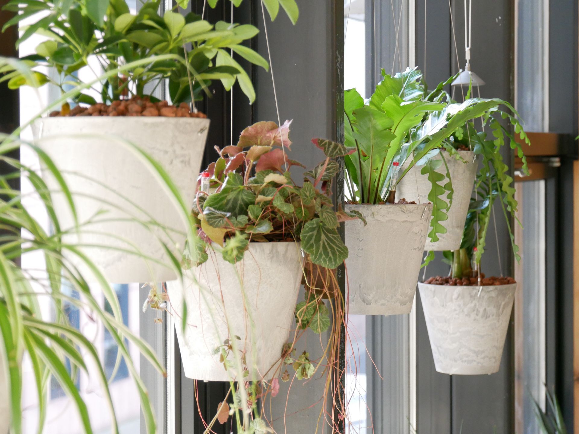 Verschiedene hängende Pflanzen in modernen Töpfen