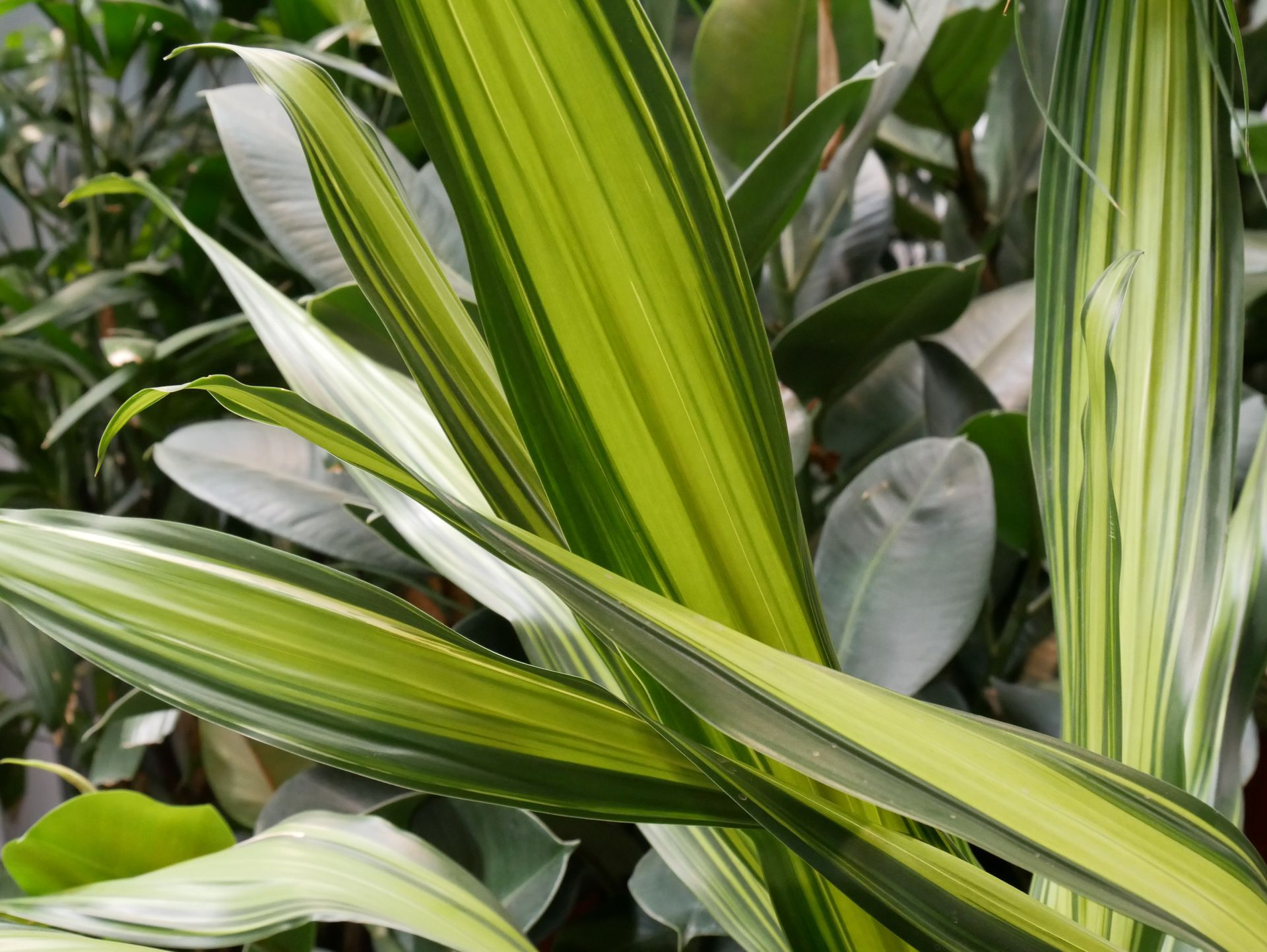 Grüne und gelb gestreifte Blätter einer Dracaena-Pflanze in einem Garten