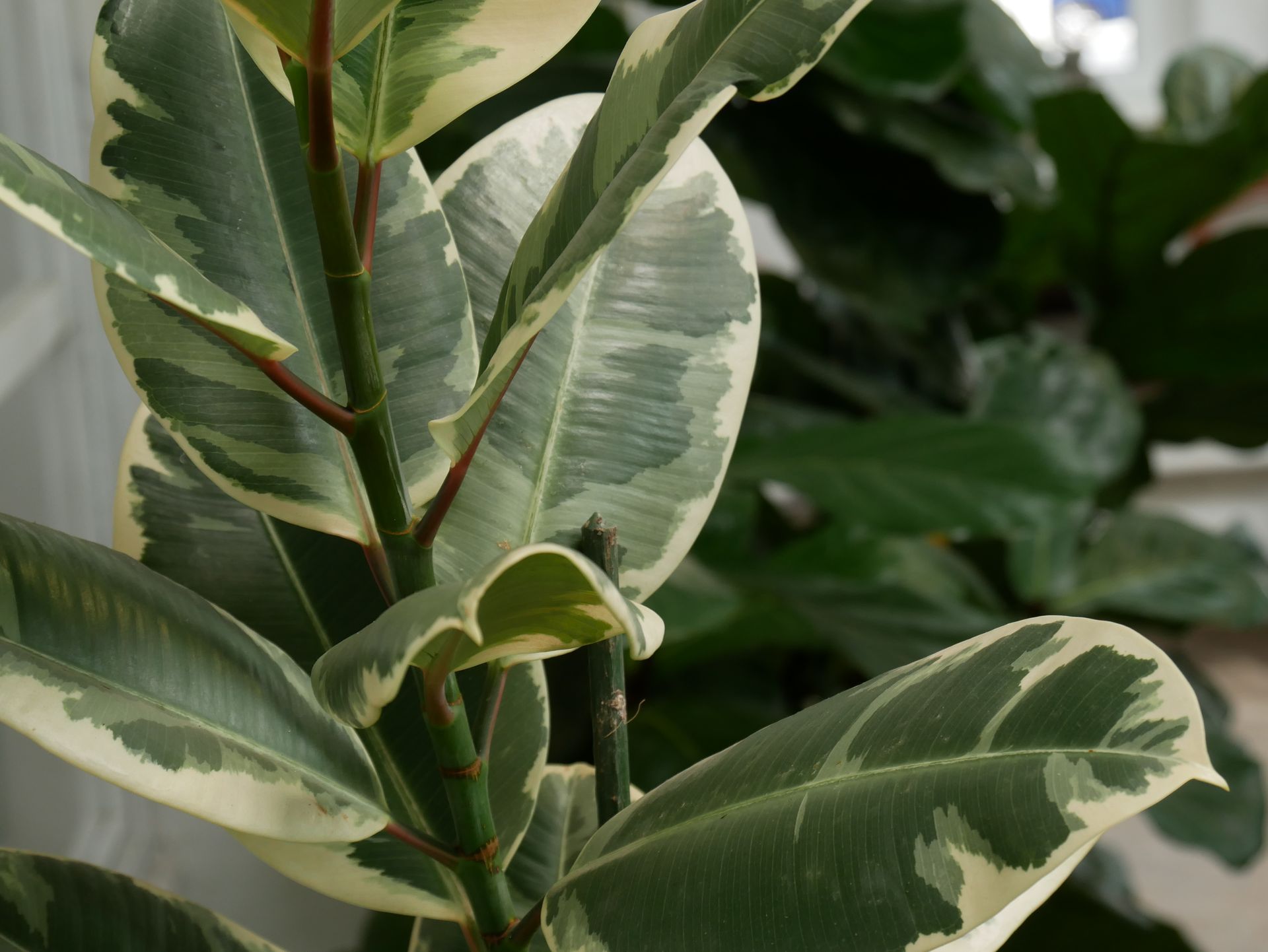 Nahaufnahme einer Gummibaum-Pflanze mit großen, grün-weißen Blättern