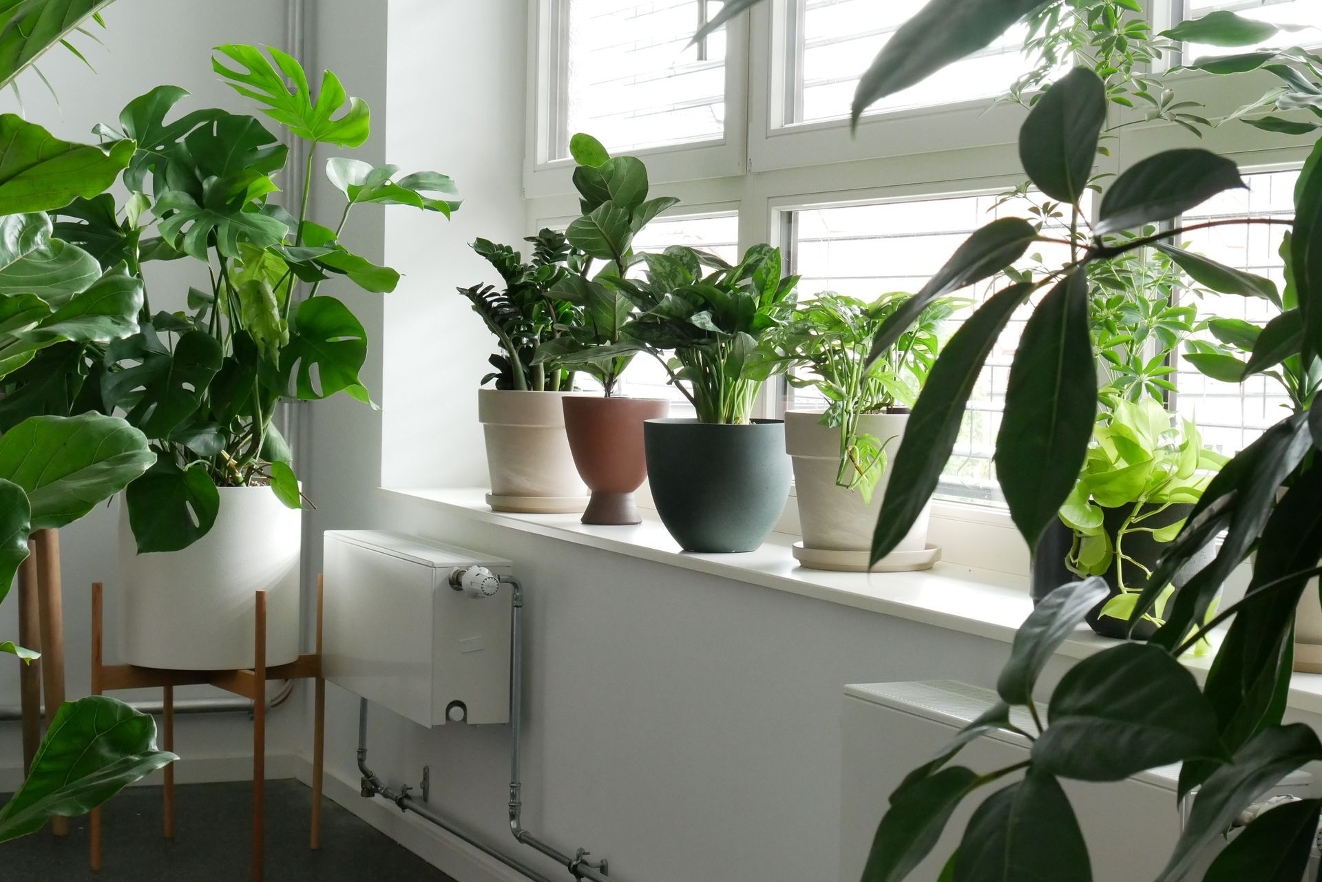 Grünes Pflanzenarrangement auf einer Fensterbank.